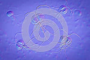 Giardia intestinalis protozoan