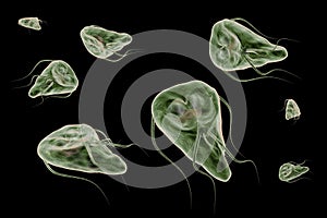 Giardia lamblia protozoan that causes giardiasis disease 3D rendering illustration