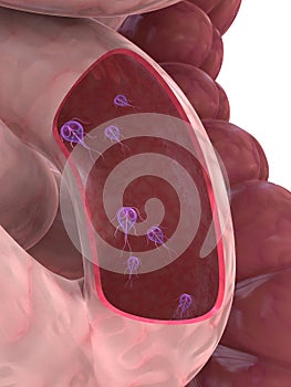 Giardia parasite