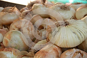 Giarratana onions