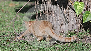 Gib ginger cat leaping and relax in backyard