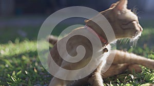 Gib ginger cat lying and relax in  backyard