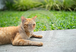 Gib ginger cat relax in backyard. (neutered male cat