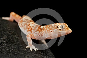 Gibber Gecko Lucasium byrnei