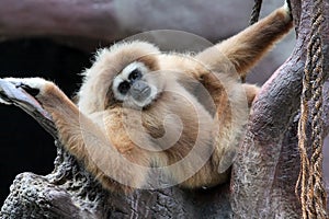 Gibbon