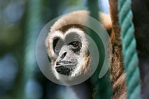 Gibbon