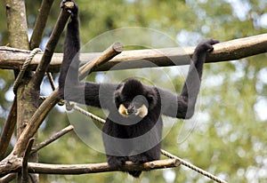 Gibbon