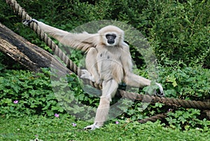 A gibbon