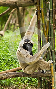 Gibbon