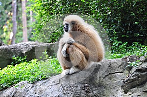 Gibbon