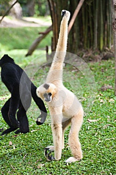 Gibbon