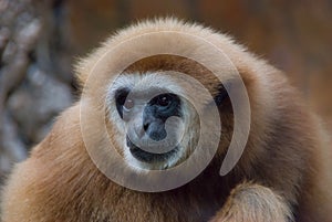 Gibbon