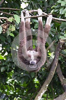 Gibbon