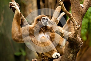 Gibbon