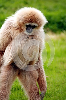 Gibbon