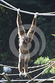 Gibbon ape