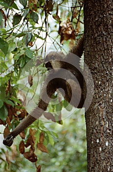 Gibbon in borneo