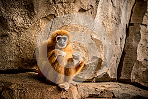 Monkey sitting and looking to camera