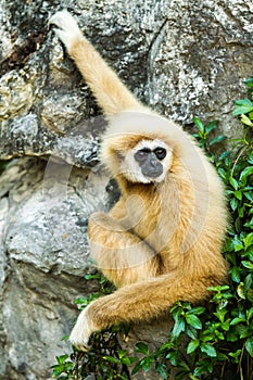 Gibbon in chiangmai zoo chiangmai Thailand