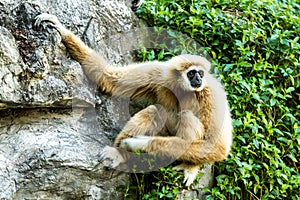 Gibbon in chiangmai zoo chiangmai Thailand