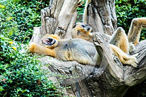 Gibbon in chiangmai zoo, chiangmai Thailand