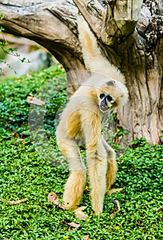 Gibbon in chiangmai zoo chiangmai Thailand.