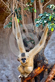 Gibbon of golden cheeks, Nomascus gabriellae