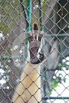 gibbon hand on the cage