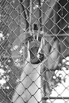 gibbon hand on the cage