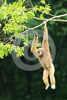 A gibbon hanging on the branch
