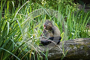 Gibbon Howling In Grass