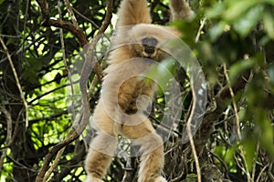 Gibbon hung