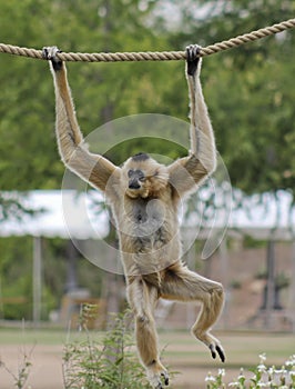 A Gibbon, Hylobates, Hangs from a Rope