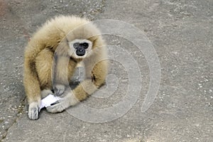 Gibbon:Hylobates lar