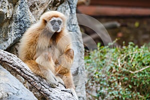 Gibbon (Hylobates lar) ,Chiangrai ,Thailand photo
