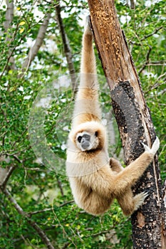 Gibbon (Hylobates lar) photo