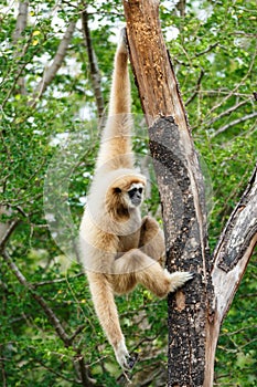 Gibbon (Hylobates lar) climb tree in forest ,Chiangrai ,Thailand photo