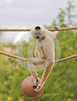 A Gibbon, Hylobates, Sits on a Rope