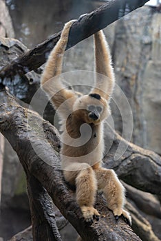 Gibbon-Hylobatidae