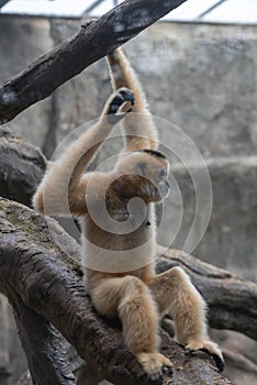 Gibbon-Hylobatidae