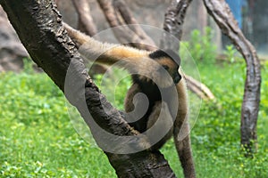 Gibbon-Hylobatidae