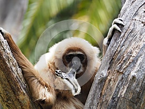 Gibbon, lar monkey on a tree