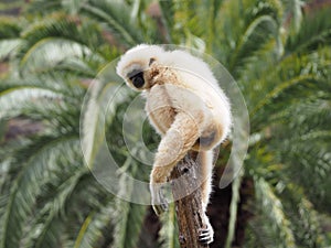 Gibbon, lar monkey on a tree