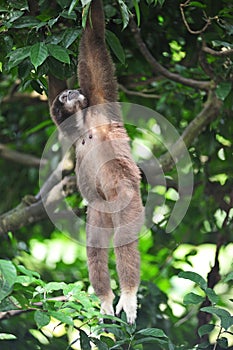 Gibbon or lesser apes photo