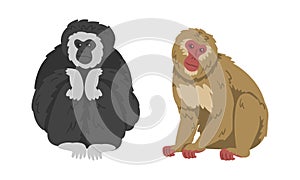 Gibbon and Macaque Monkey as Herbivorous Ape in Sitting Pose Vector Set