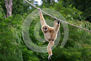 Gibbon monkey