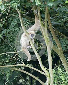 Gibbon Monkey