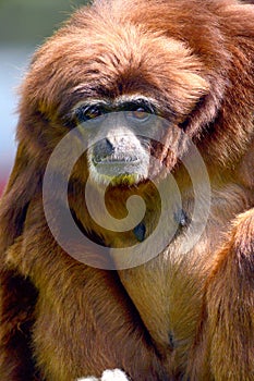 Gibbon monkey