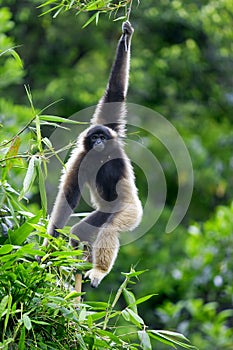 Gibbon monkey