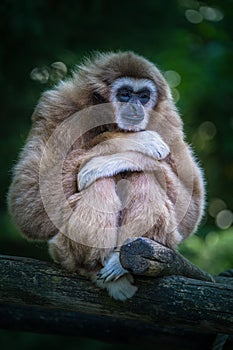 Gibbon monkey alone in the zoo sitting on a trunk with arms crossed and feet crossed